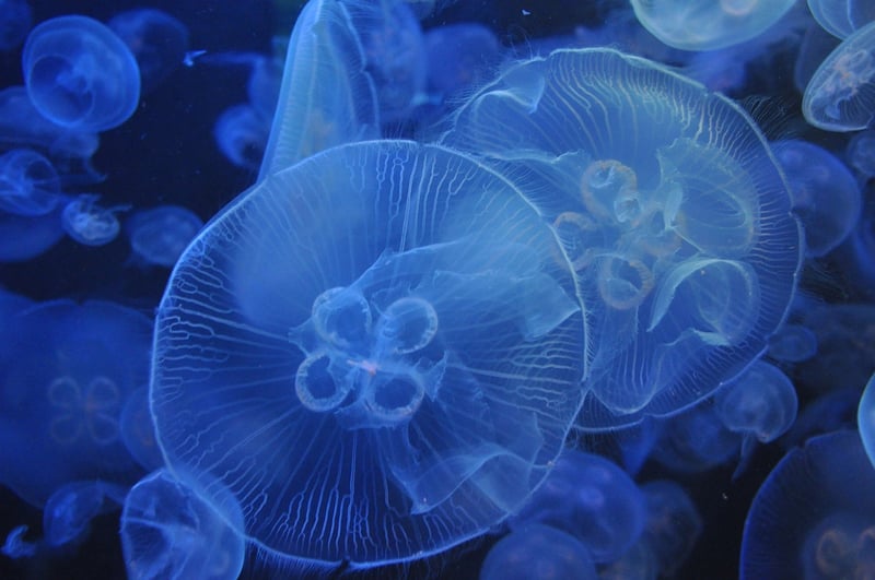Jellyfish